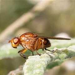 Rhagadolyra magnicornis (Lauxaniid fly) at Acton, ACT - 13 Sep 2024 by Roger