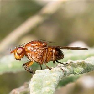 Rhagadolyra magnicornis at Acton, ACT - 13 Sep 2024