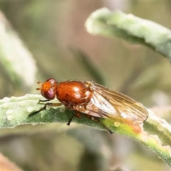 Rhagadolyra magnicornis at Acton, ACT - 13 Sep 2024