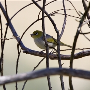 Zosterops lateralis at Strathnairn, ACT - 8 Jan 2023