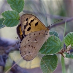 Heteronympha merope (Common Brown Butterfly) at Strathnairn, ACT - 8 Jan 2023 by KorinneM