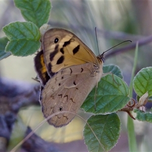 Heteronympha merope at Strathnairn, ACT - 8 Jan 2023