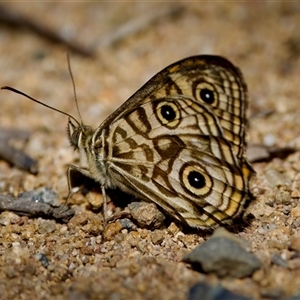 Geitoneura acantha at Strathnairn, ACT - 8 Jan 2023