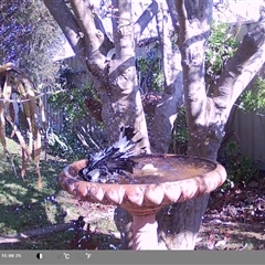 Grallina cyanoleuca at North Albury, NSW - suppressed