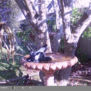 Grallina cyanoleuca at North Albury, NSW - suppressed