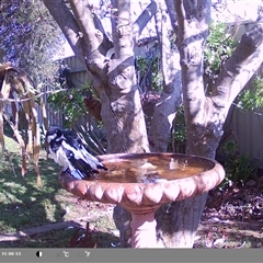 Grallina cyanoleuca at North Albury, NSW - 10 Sep 2024