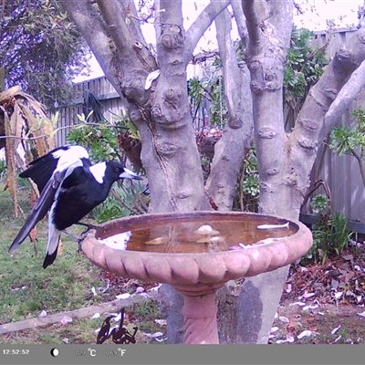 Gymnorhina tibicen (Australian Magpie) at North Albury, NSW - 11 Sep 2024 by Darcy