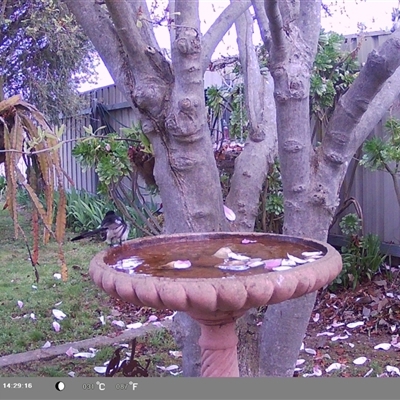 Rhipidura leucophrys (Willie Wagtail) at North Albury, NSW - 11 Sep 2024 by Darcy