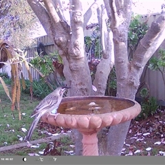 Anthochaera carunculata (Red Wattlebird) at North Albury, NSW - 11 Sep 2024 by Darcy