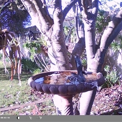 Anthochaera carunculata (Red Wattlebird) at North Albury, NSW - 13 Sep 2024 by Darcy