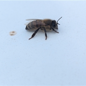 Apis mellifera at North Albury, NSW - suppressed