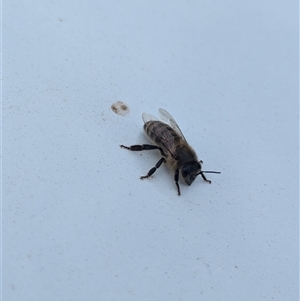 Apis mellifera at North Albury, NSW - suppressed