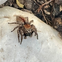 Servaea narraweena (A jumping spider) at Higgins, ACT - 13 Sep 2024 by Jennybach