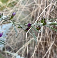 Servaea narraweena at Higgins, ACT - 13 Sep 2024