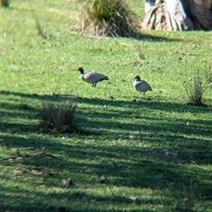 Chenonetta jubata (Australian Wood Duck) at Huon Creek, VIC - 13 Sep 2024 by Darcy