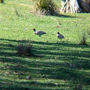 Chenonetta jubata at Huon Creek, VIC - 13 Sep 2024 09:59 AM