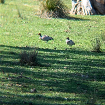 Chenonetta jubata (Australian Wood Duck) at Huon Creek, VIC - 13 Sep 2024 by Darcy