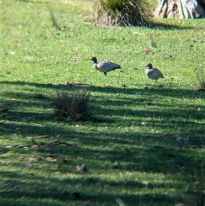 Chenonetta jubata at Huon Creek, VIC - 13 Sep 2024 09:59 AM