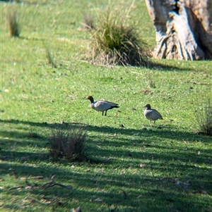 Chenonetta jubata at Huon Creek, VIC - 13 Sep 2024 09:59 AM