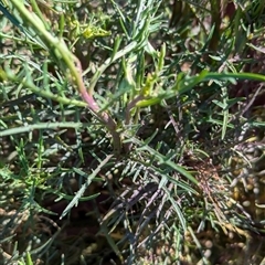 Isotoma axillaris (Australian Harebell, Showy Isotome) at Huon Creek, VIC - 13 Sep 2024 by Darcy