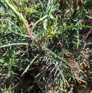 Isotoma axillaris at Huon Creek, VIC - 13 Sep 2024