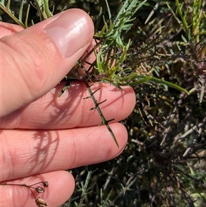 Isotoma axillaris at Huon Creek, VIC - 13 Sep 2024