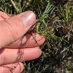 Isotoma axillaris at Huon Creek, VIC - 13 Sep 2024