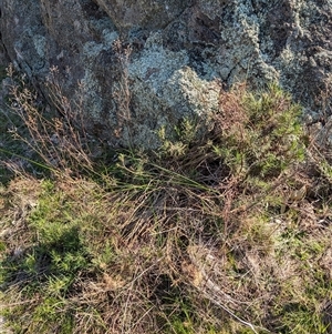 Isotoma axillaris at Huon Creek, VIC - 13 Sep 2024