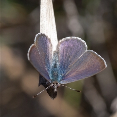 Erina hyacinthina (Varied Dusky-blue) at Denman Prospect, ACT - 13 Sep 2024 by amiessmacro