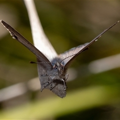 Erina hyacinthina at Denman Prospect, ACT - 13 Sep 2024