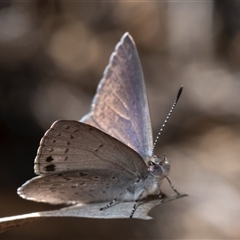 Erina hyacinthina at Denman Prospect, ACT - 13 Sep 2024