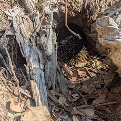 Tachyglossus aculeatus (Short-beaked Echidna) at Wodonga, VIC - 13 Sep 2024 by Darcy