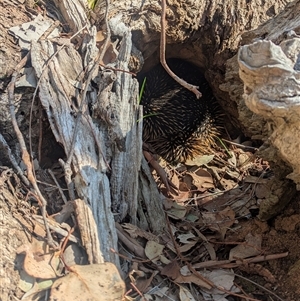 Tachyglossus aculeatus at Wodonga, VIC - 13 Sep 2024 11:24 AM