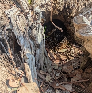 Tachyglossus aculeatus at Wodonga, VIC - 13 Sep 2024 11:24 AM