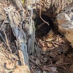 Tachyglossus aculeatus at Wodonga, VIC - 13 Sep 2024 11:24 AM