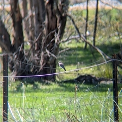 Microeca fascinans (Jacky Winter) at Wodonga, VIC - 13 Sep 2024 by Darcy