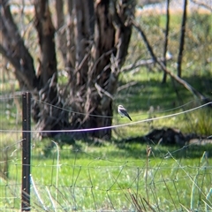 Microeca fascinans at Wodonga, VIC - 13 Sep 2024 11:45 AM