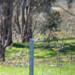 Microeca fascinans at Wodonga, VIC - 13 Sep 2024 11:45 AM