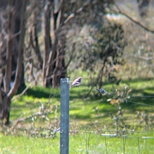 Microeca fascinans at Wodonga, VIC - 13 Sep 2024 11:45 AM