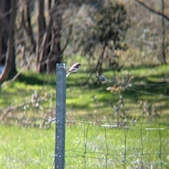 Microeca fascinans at Wodonga, VIC - 13 Sep 2024 11:45 AM