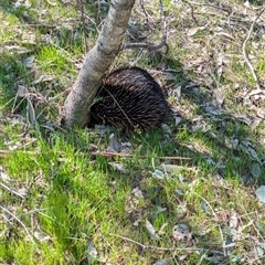 Tachyglossus aculeatus (Short-beaked Echidna) at Wodonga, VIC - 13 Sep 2024 by Darcy