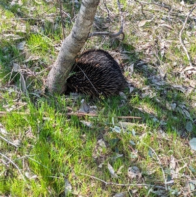 Tachyglossus aculeatus (Short-beaked Echidna) at Wodonga, VIC - 13 Sep 2024 by Darcy