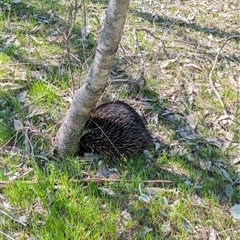 Tachyglossus aculeatus at Wodonga, VIC - 13 Sep 2024 12:00 PM