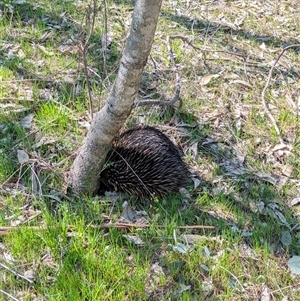 Tachyglossus aculeatus at Wodonga, VIC - 13 Sep 2024 12:00 PM