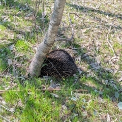 Tachyglossus aculeatus at Wodonga, VIC - 13 Sep 2024 12:00 PM