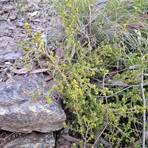 Pultenaea procumbens at Captains Flat, NSW - 13 Sep 2024