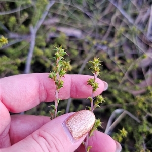 Pultenaea procumbens at Captains Flat, NSW - 13 Sep 2024