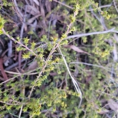 Pultenaea procumbens at Captains Flat, NSW - 13 Sep 2024