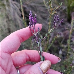 Comesperma ericinum (Heath Milkwort) at Captains Flat, NSW - 13 Sep 2024 by Csteele4