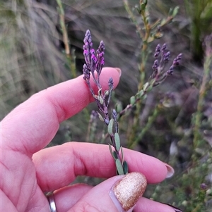 Comesperma ericinum at Captains Flat, NSW - 13 Sep 2024 05:35 PM